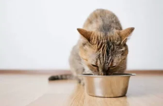 As 10 Melhores Rações para Gatos de 2026: da Golden, Royal e mais!