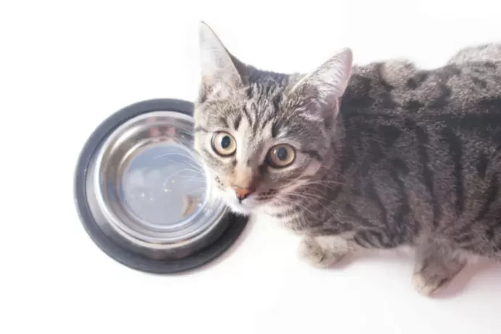 Um gato e uma vasilha.