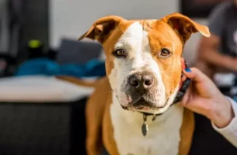 Os 10 melhores vermífugos para cães de 2026: da Biovet, Top Dog e mais!