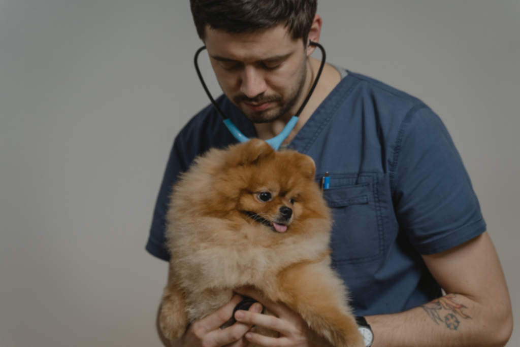 veterinário e cachorro