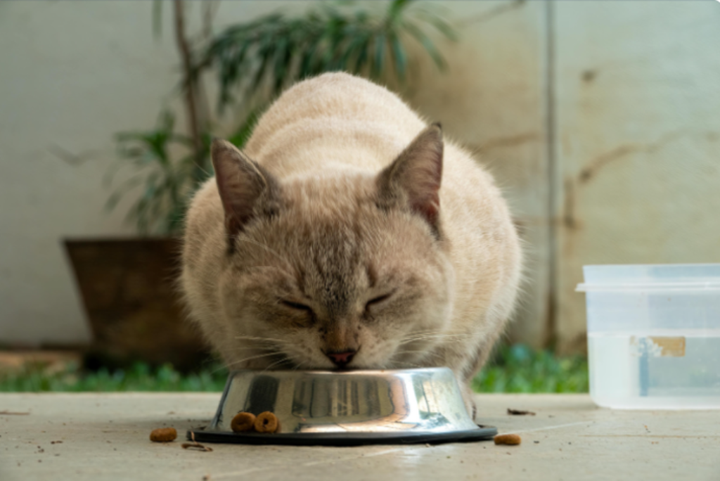 Gato comendo ração 