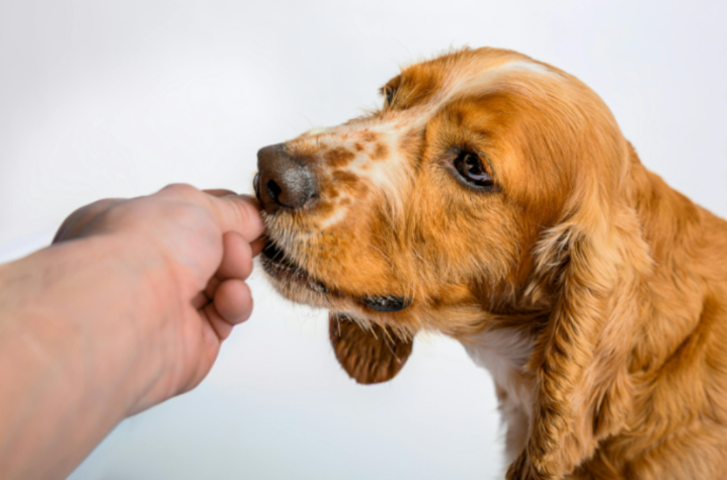 Cachorro tomando vermifugo 
