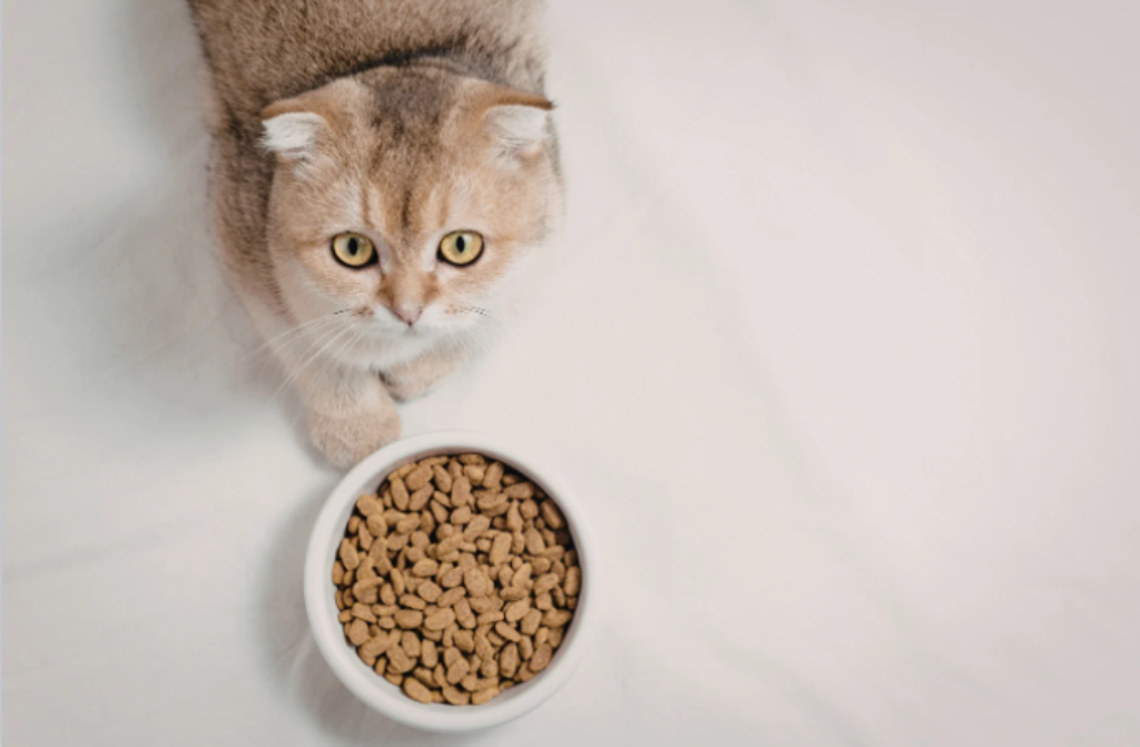 Gato e fundo cinza com ração