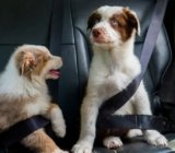 Os 10 Melhores Cintos de Segurança para Cachorros de 2026: Ferplast, My Pet Brasil e mais!